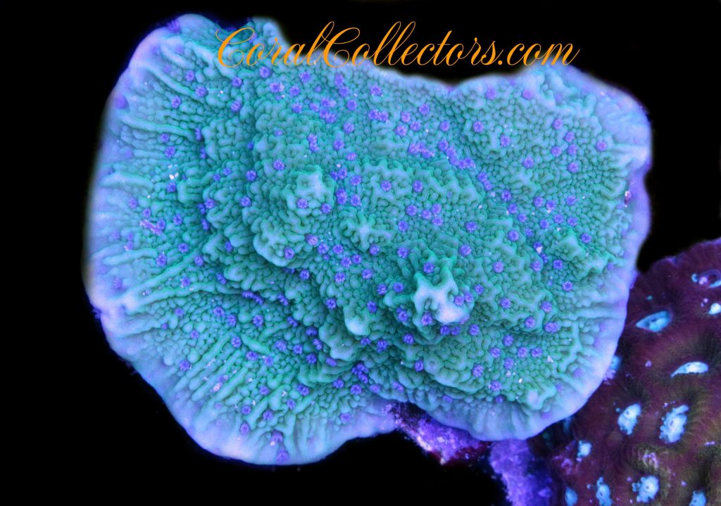 Blue Polyp Montipora Cap | Coral Collectors