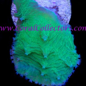 Green Cabbage Coral