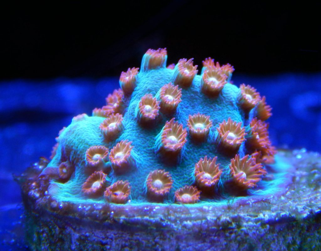 Jingle Bells Cyphastrea Coral Collectors