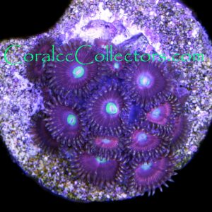 Pink Fusion Zoanthid