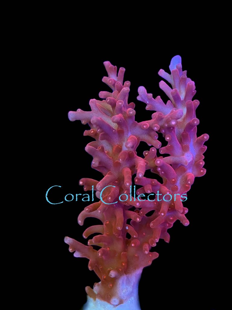 Red Dragon Acropora | Coral Collectors