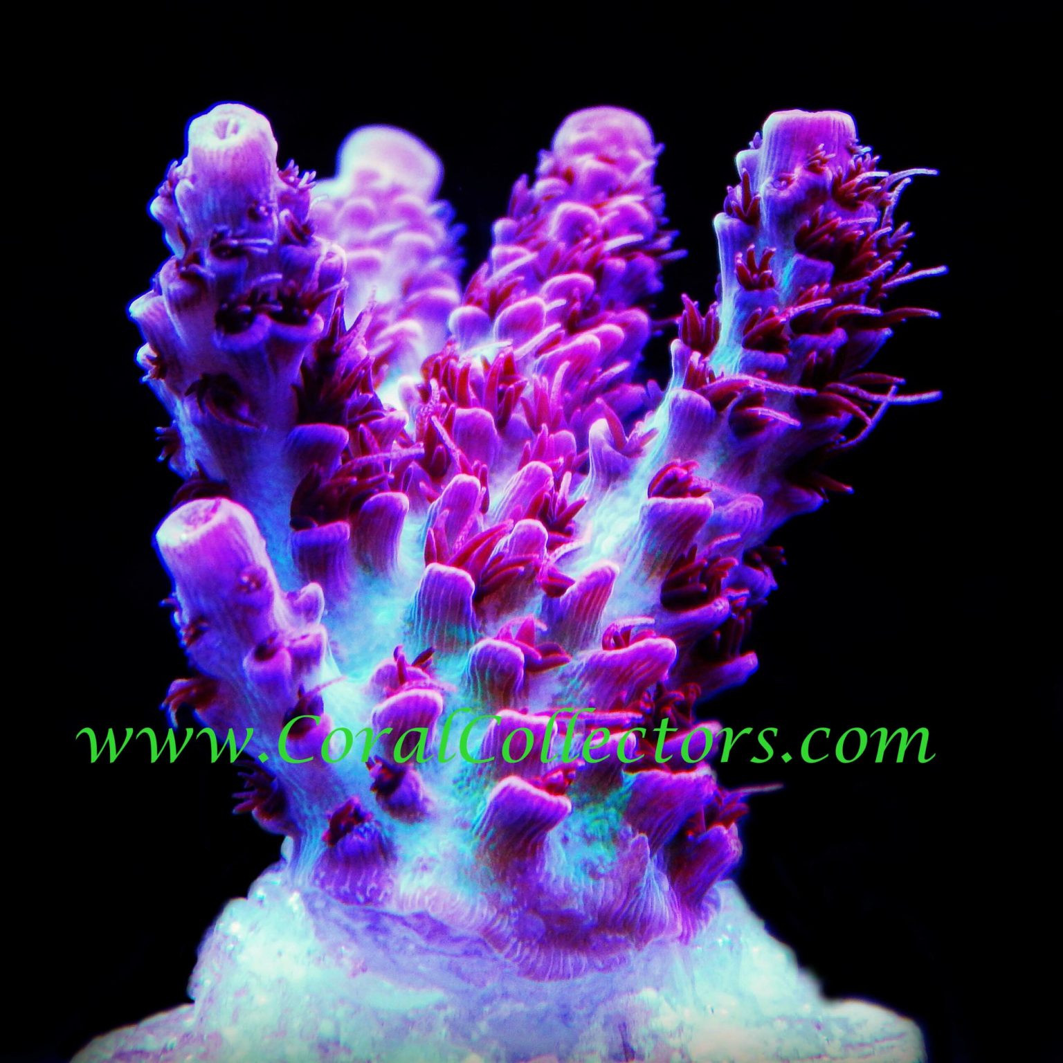 blue-dragon-acropora-coral-collectors