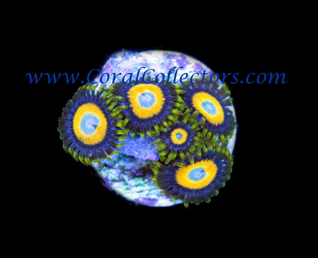 Scrambled Eggs Zoanthid Coral Collectors