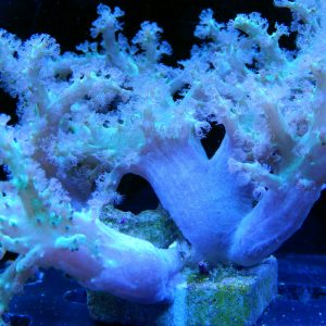 Green Tree Coral