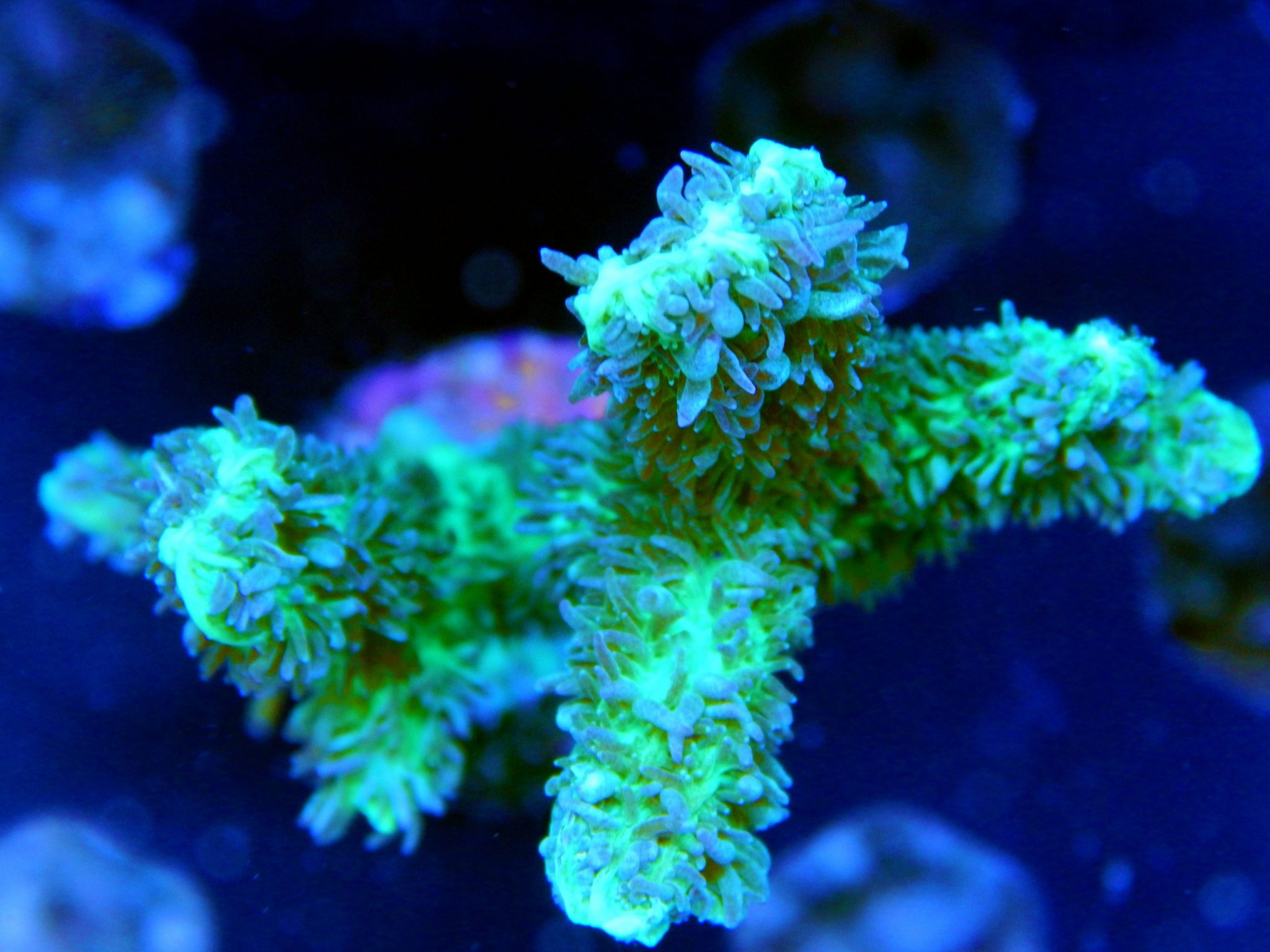 Branching Hydnophora | Coral Collectors