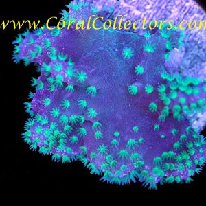 Neon Polyp Crown Leather