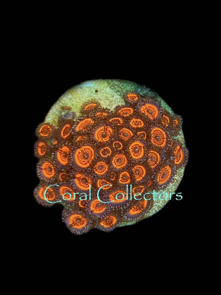 Armor of God Zoanthid Coral Collectors