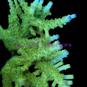 Frosted Forest Acropora
