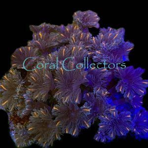 Coral Stripe Clove Polyps