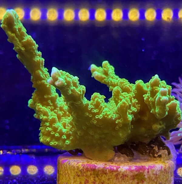 Branching Plating Montipora | Coral Collectors