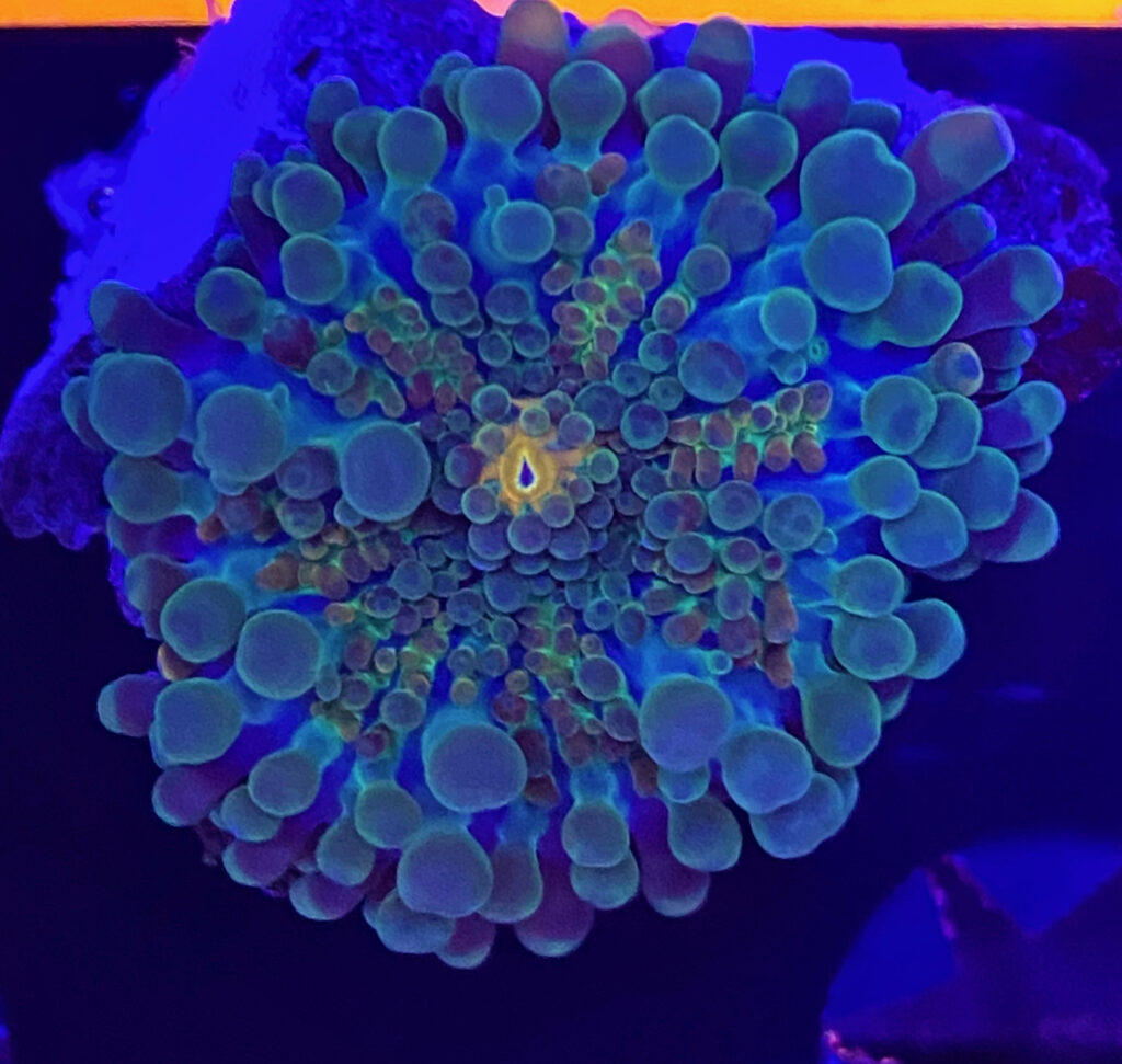 Rainbow Ricordea | Coral Collectors