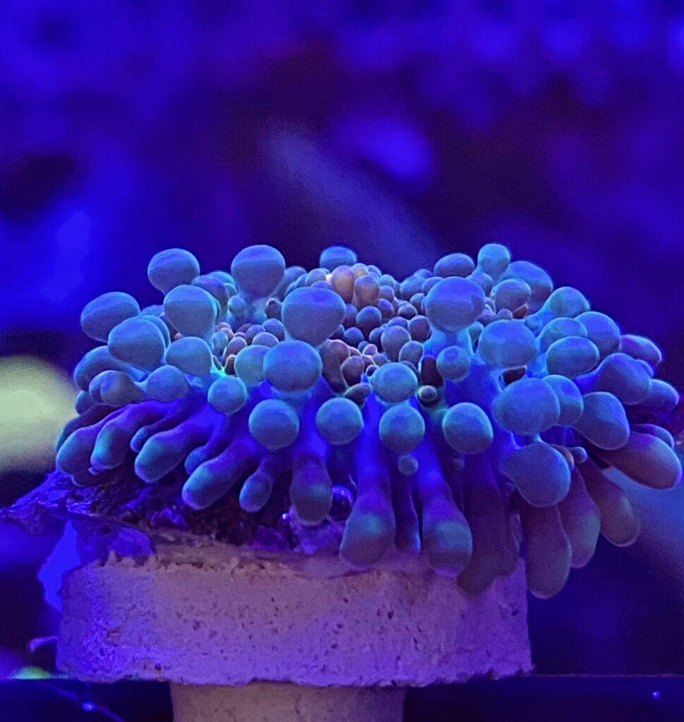 Rainbow Ricordea | Coral Collectors